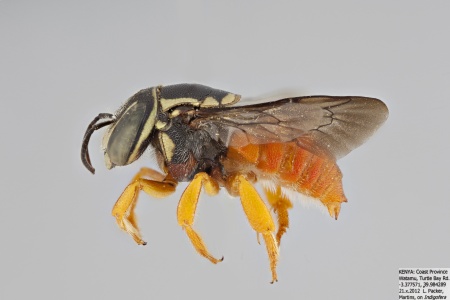 [Pachyanthidium male (lateral/side view) thumbnail]